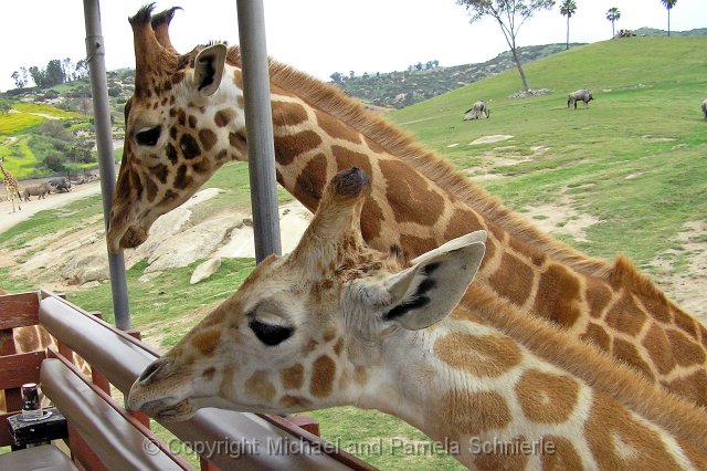 giraffes.jpg - Feeding giraffes at the San Diego Wild Animal Park