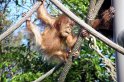 orangutanbaby