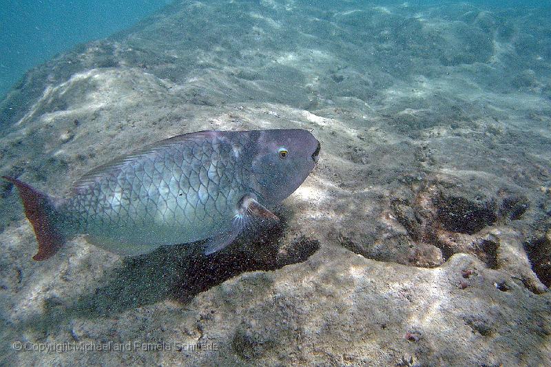 IMGP1297.jpg - A Parrotfish taken while snorkeling in Hanauma Bay on Oahu.